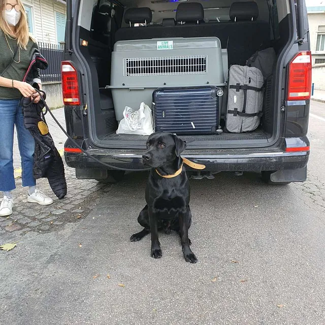 transport de chien