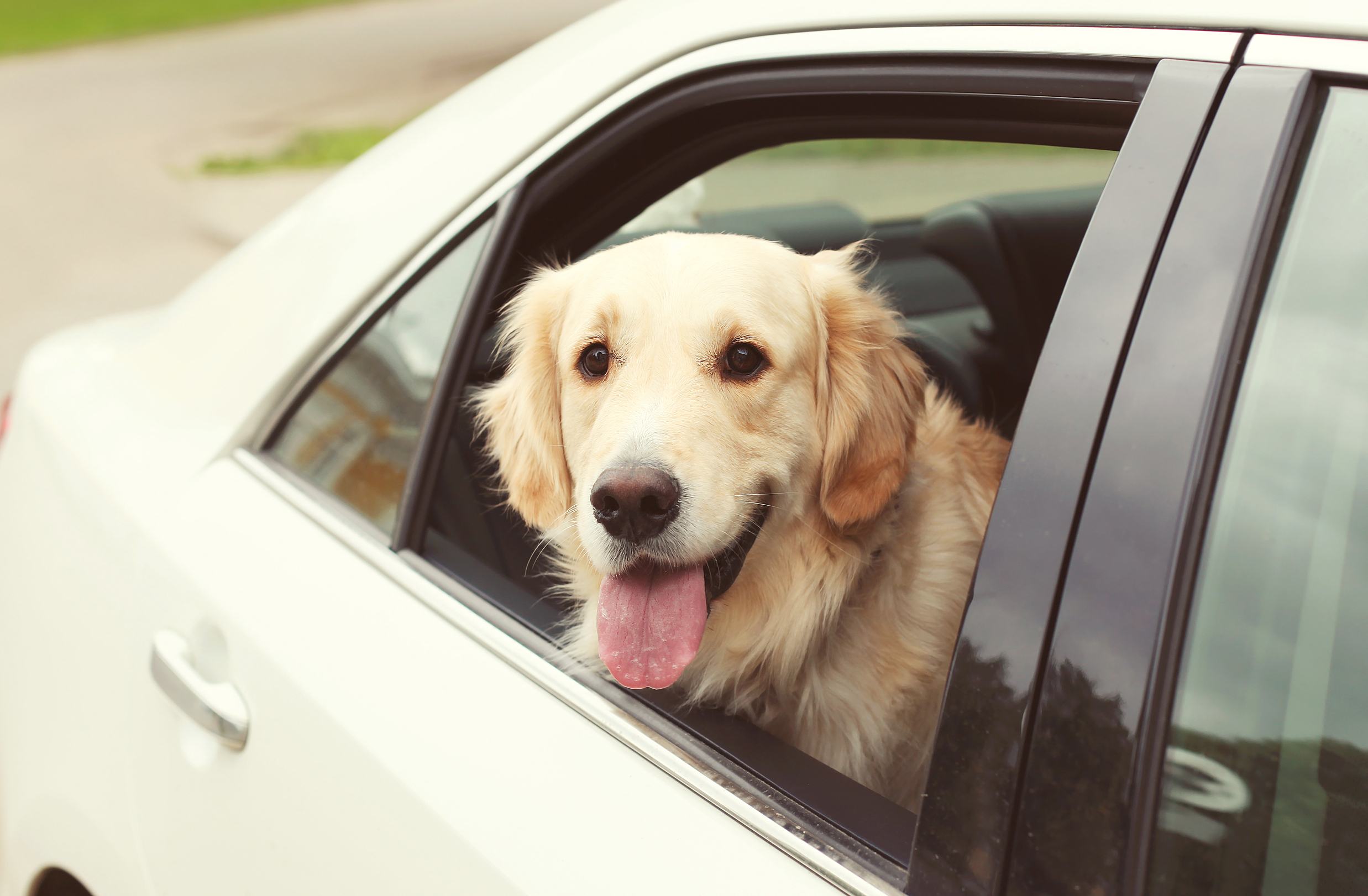 transport de chien